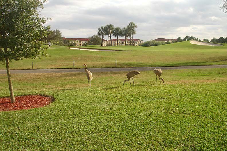 Daily Visitors