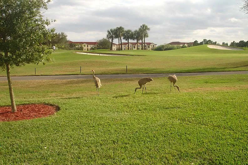 Daily Visitors
