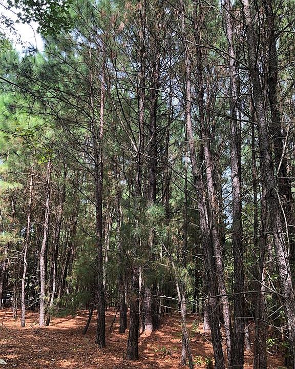 2nd image of 10911 Sheep Rd