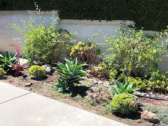 Succulent landscaping in the front.
