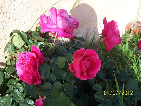 Roses from the garden 