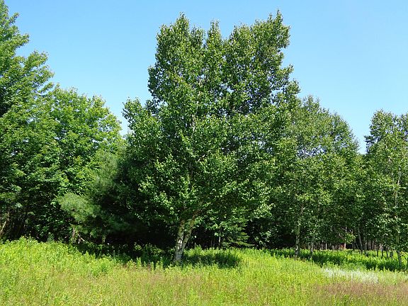 2nd image of Lot 19 Bailey Mountain Road