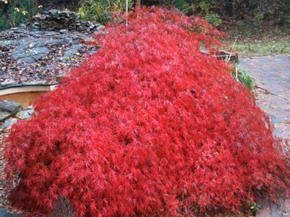 Mature Japanese Maple