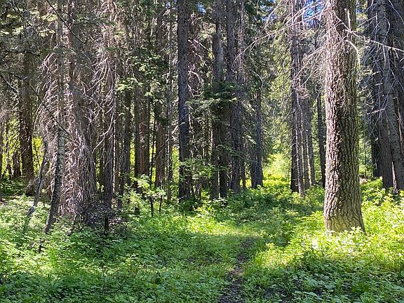 5th image of 1679 Pine Trl