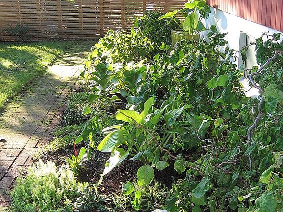 Back garden