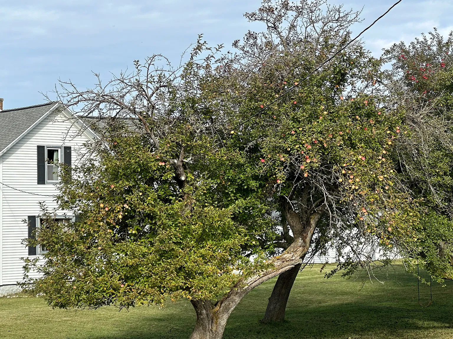 1 bed, 1000 sqft, $775 — Photo 4