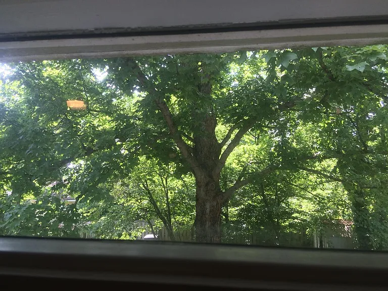 A view from Master Bath, Backyard is an oasis of shade.