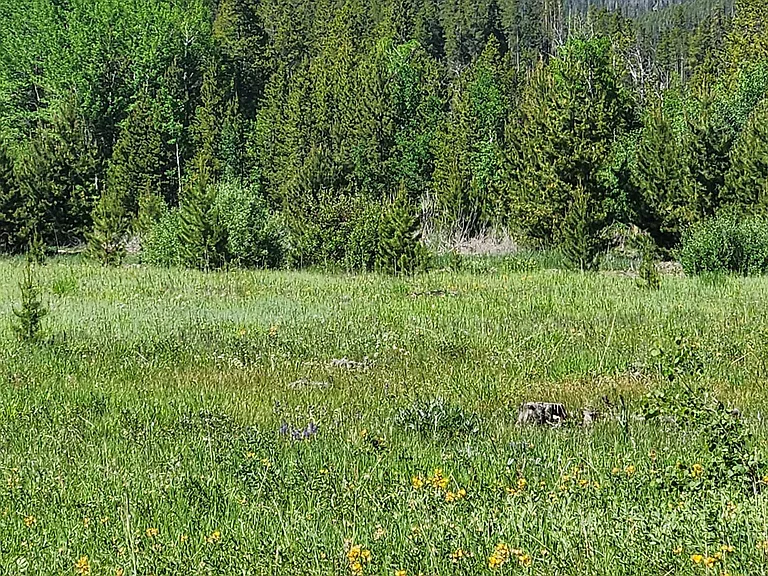 Wildflowers and snowcaps!