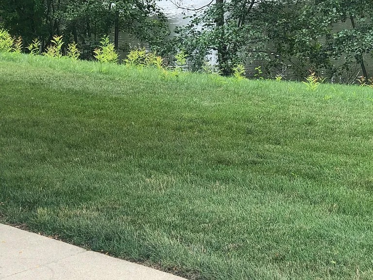 Pond