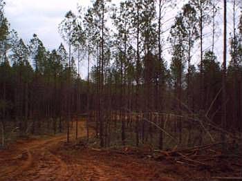 2nd image of 903 Goodes Ferry Rd
