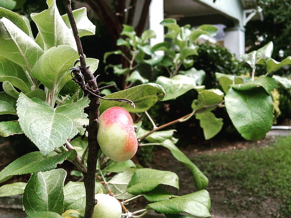 Apple Tree