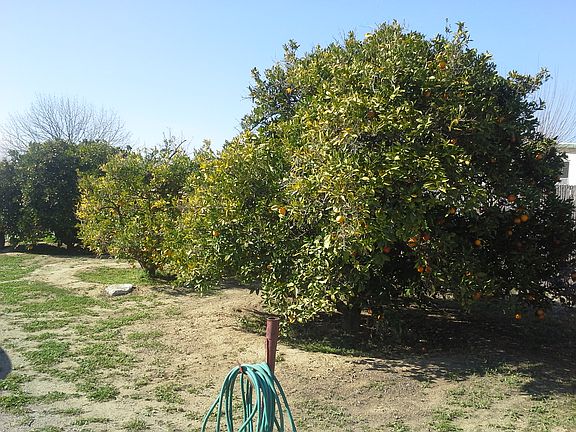 3 awesome orange trees