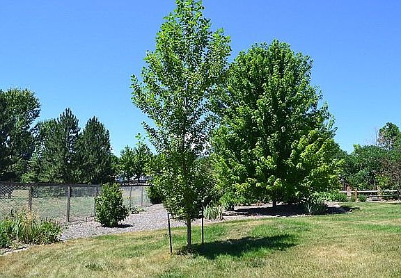 Back yard