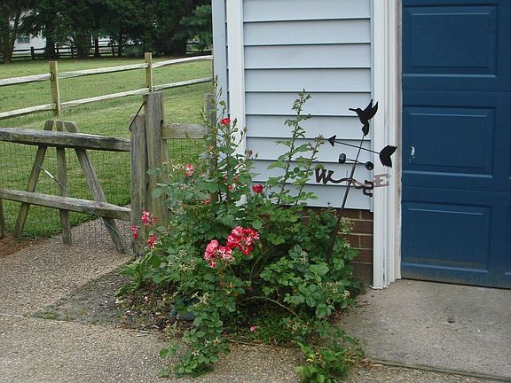Front Yard