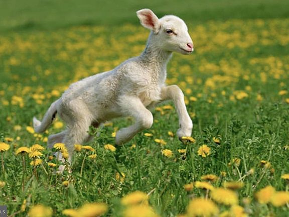 5th image of LOT Hazlettville Rd