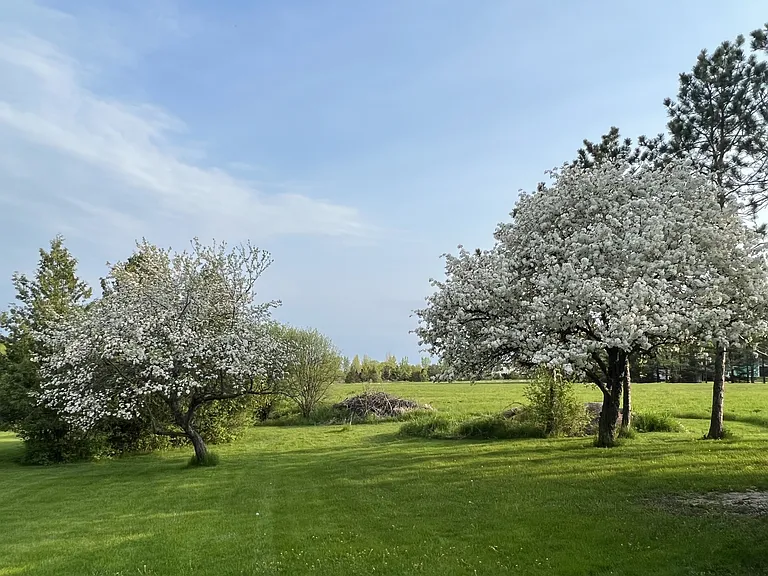 Gorgeous flowering fruit trees
