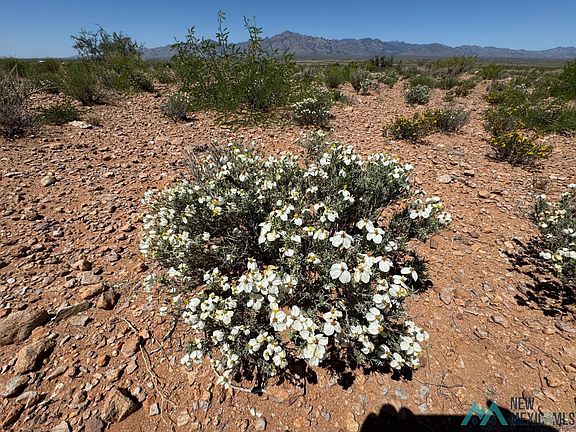 2nd image of Yucca Ln