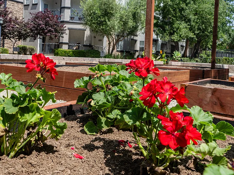 Vibrant Red Flowers Growing in Raised Garden Bed