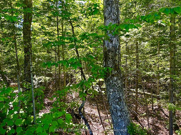 5th image of 0 Buckshot Lake Rd