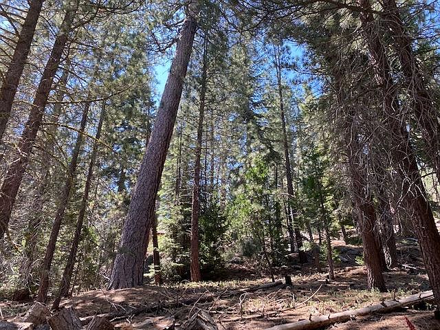 2nd image of 56907 Tamarack Drive