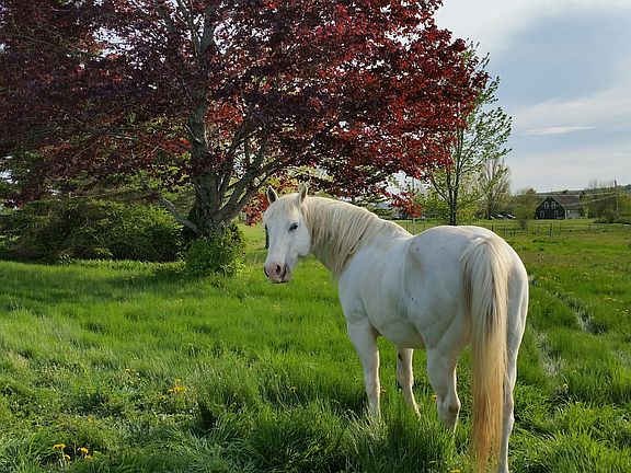 Picture your horse here!