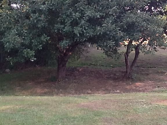 Apple and peach tree 