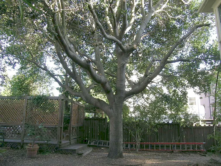 The oak tree. It has it's own ecosystem.