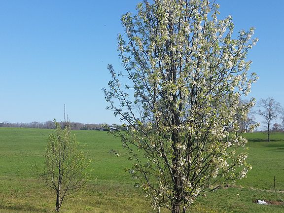 Bradford Flower Blossom Tree