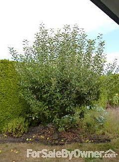 Vine covered pergola
						:
						Relax in the shade under grape and hop vines.