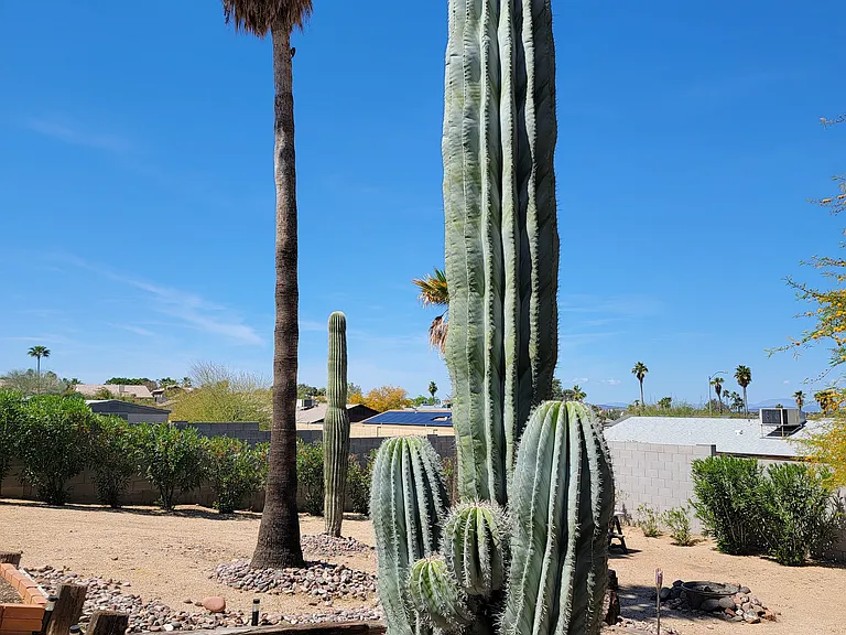 backyard cactuses