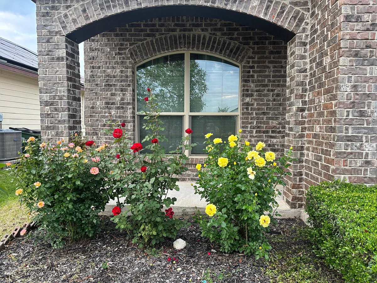 Building Photo - 313 Ammonite Ln