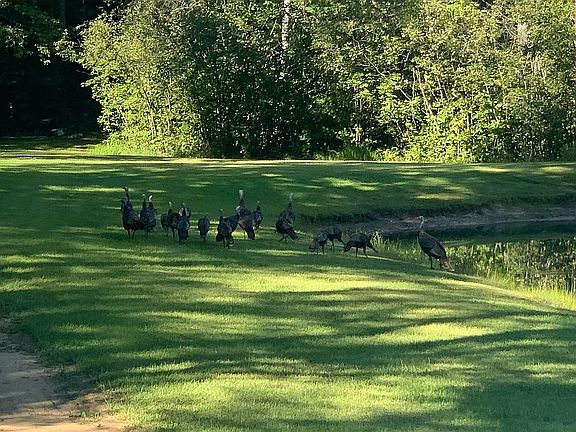 Turkeys around the pond