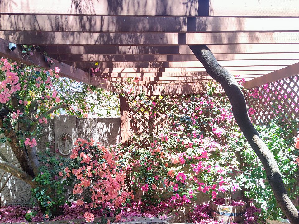 Serene backyard