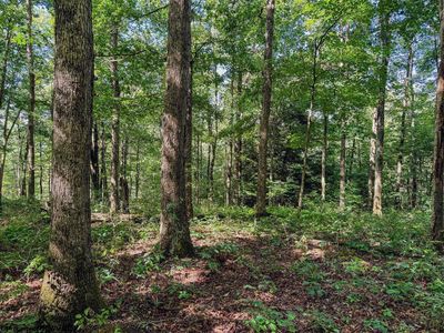 Whitewater Pkwy, Bruceton Mills, WV, 26525