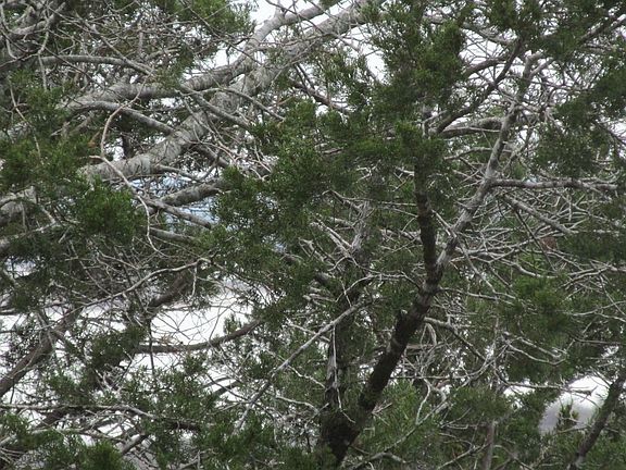 5th image of 4264 Bluebonnet Dr