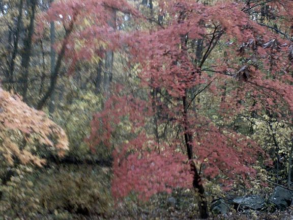 Fall Colors