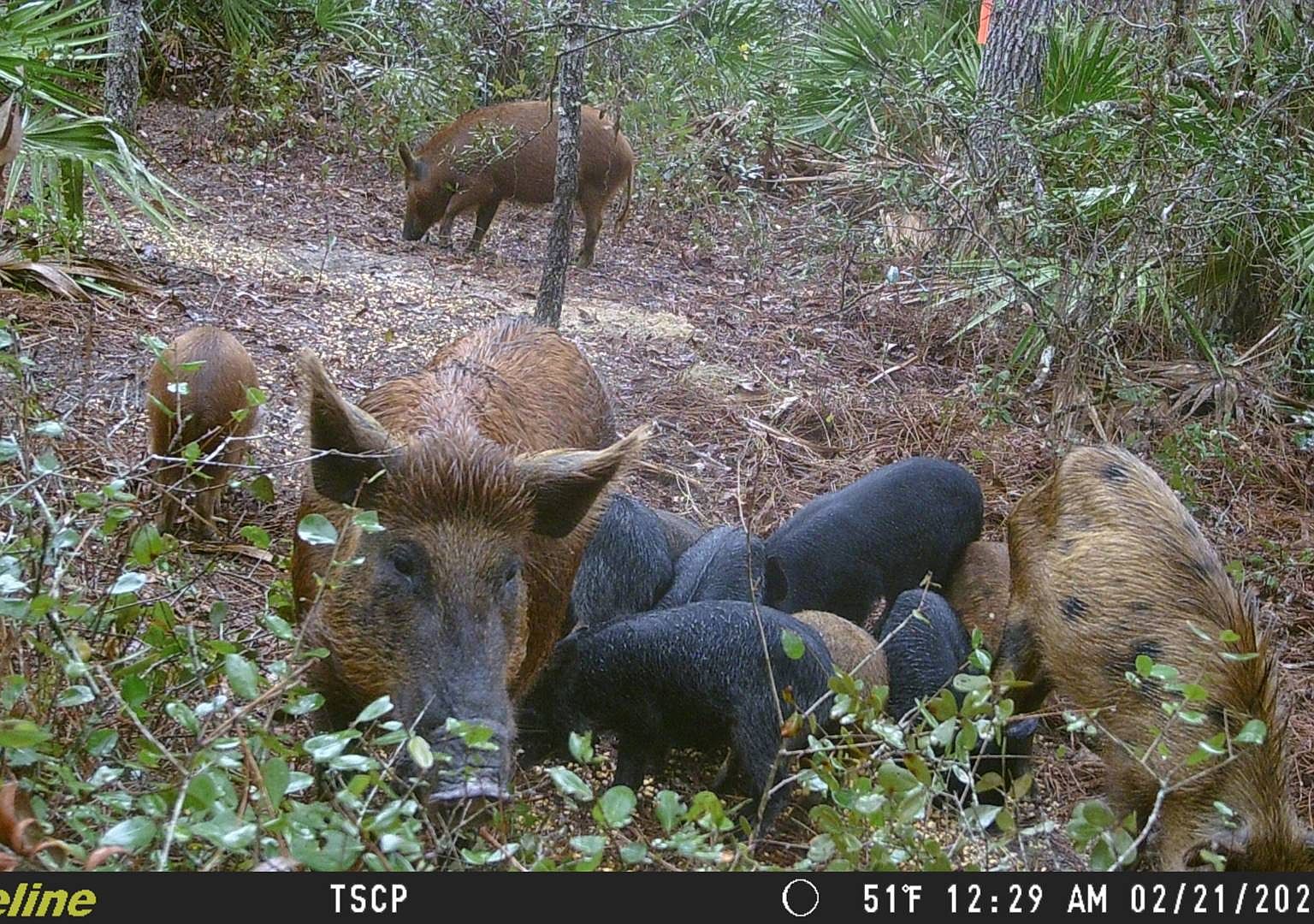 0 NW 140th Ave, Chiefland, FL 32626 MLS 11183230 Zillow