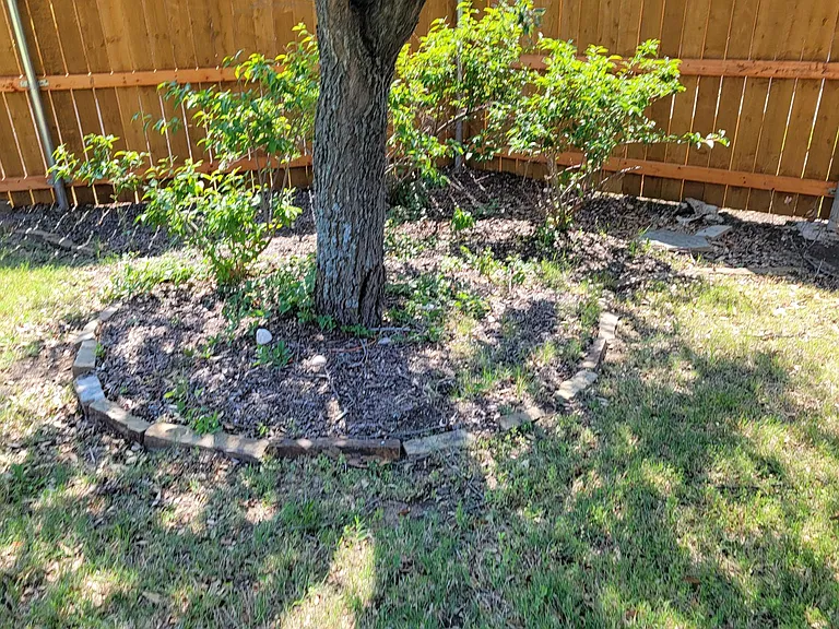 Back yard 3