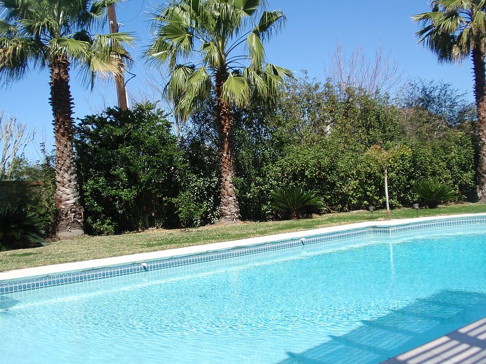 gorgeous palms surround low maintenance salt water pool
