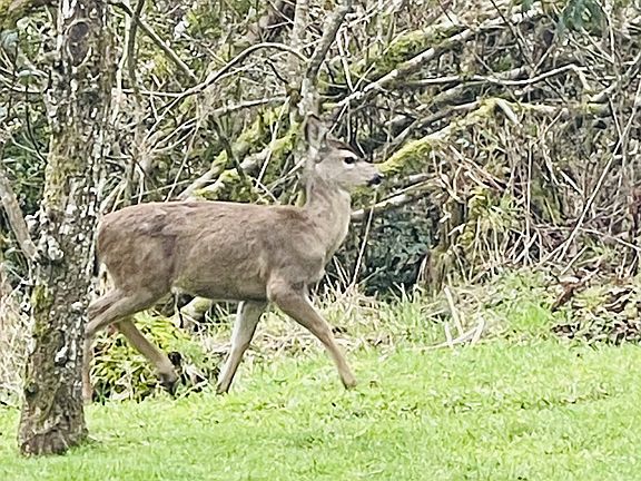 5th image of 922 Fern Pl