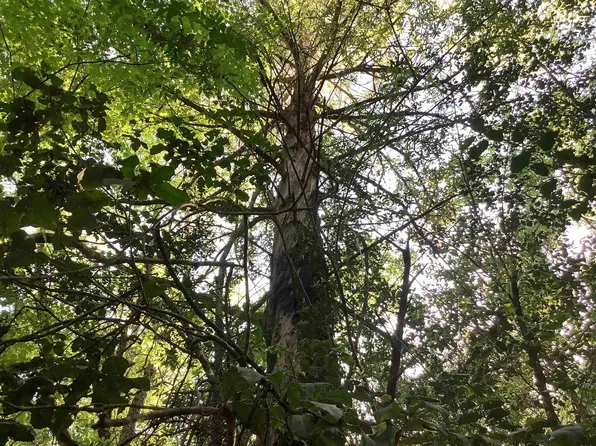 20969 Linzy Rd, Andalusia, AL 36421