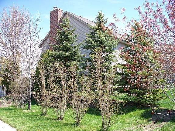 natural tree privacy wall