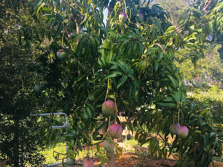 Yes, you are welcome to enjoy the mangos, lemons, and limes.