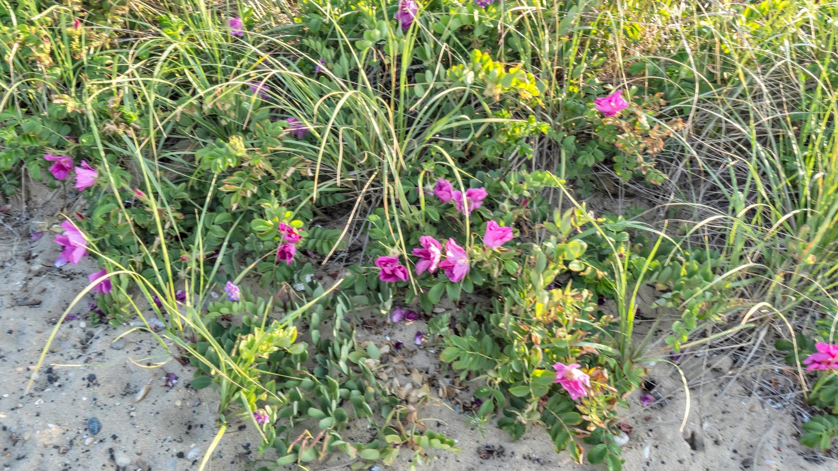  Wild Beach Rose