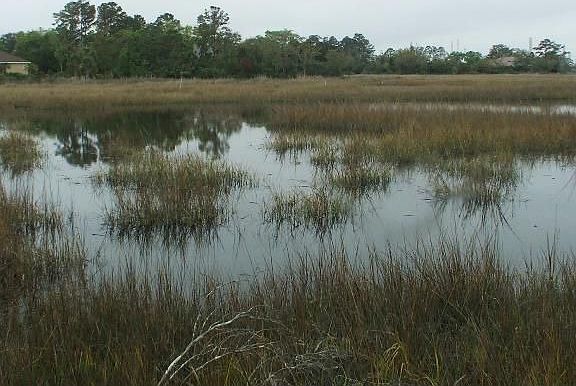 Marsh View