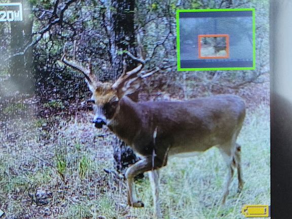 Buck seen south side of 16 