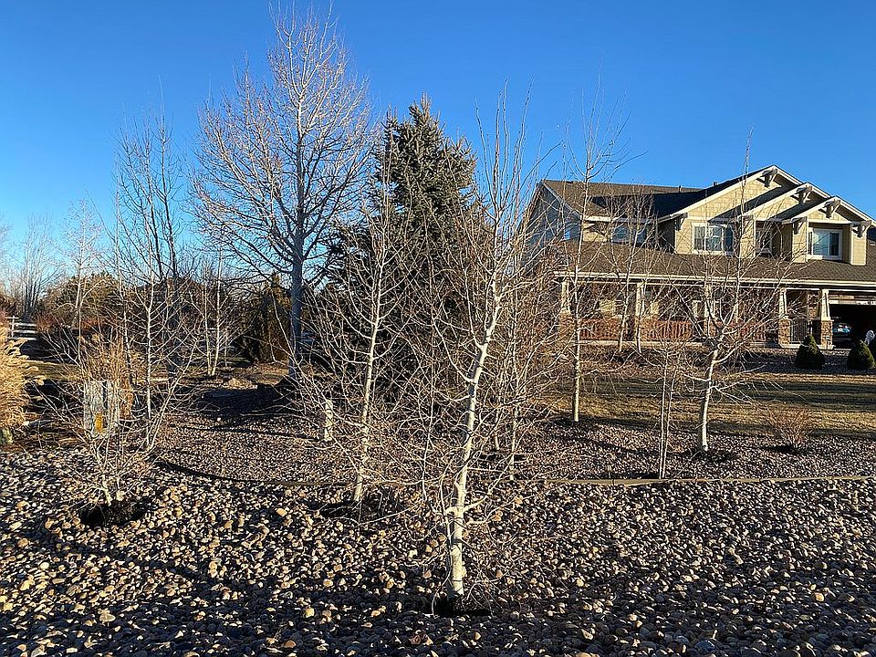 Front Aspen grove