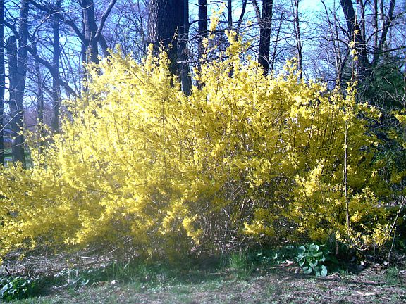 Backyard in the spring