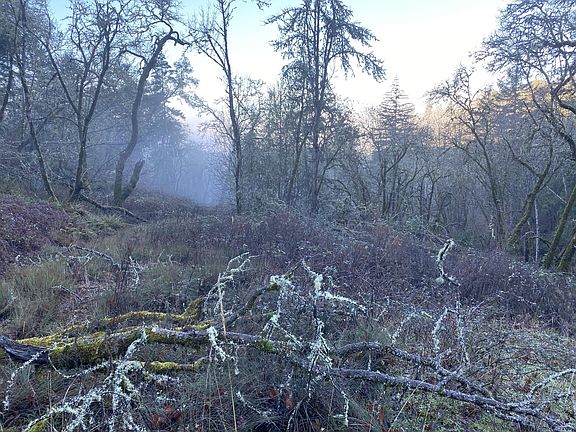 4th image of 272 Deer Fern Way
