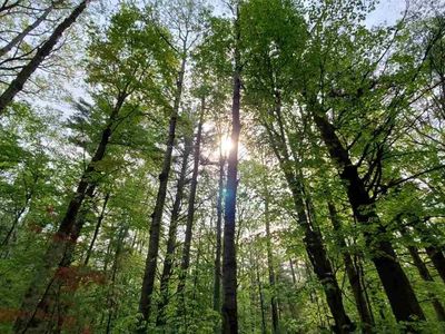 1009 Gonder Rd, Interlochen, MI, 49643